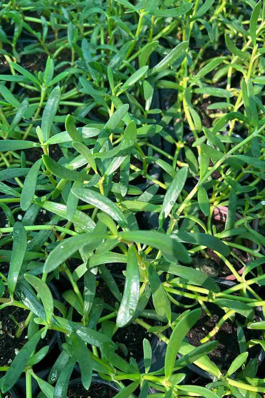Sea purslane - Shoreline Purslane