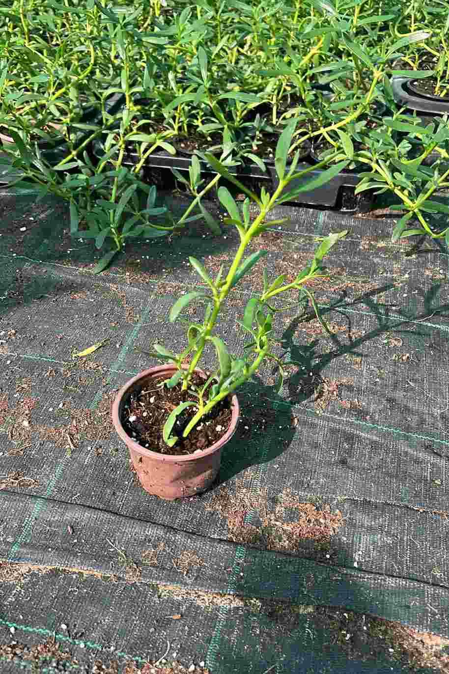 Sea purslane - Shoreline Purslane