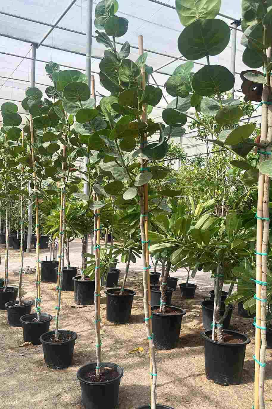 Seagrape Or Coccoloba uvifera Tree