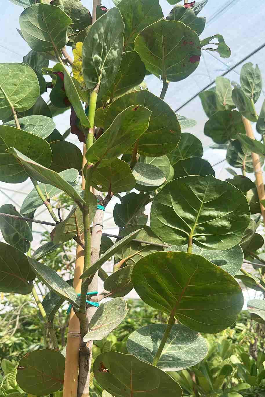 Coccoloba uvifera