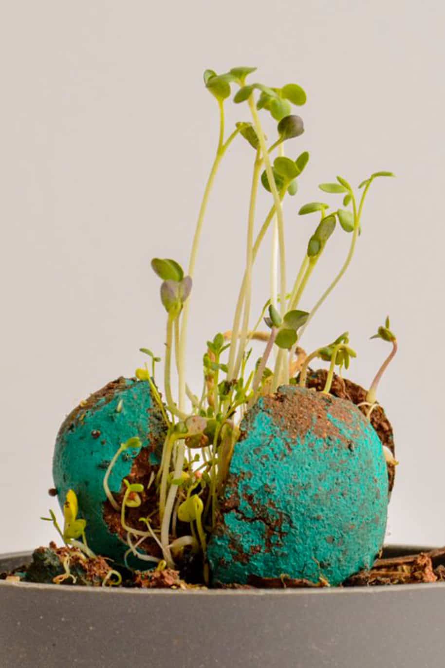 Tri Terracotta Seed Grow Kit