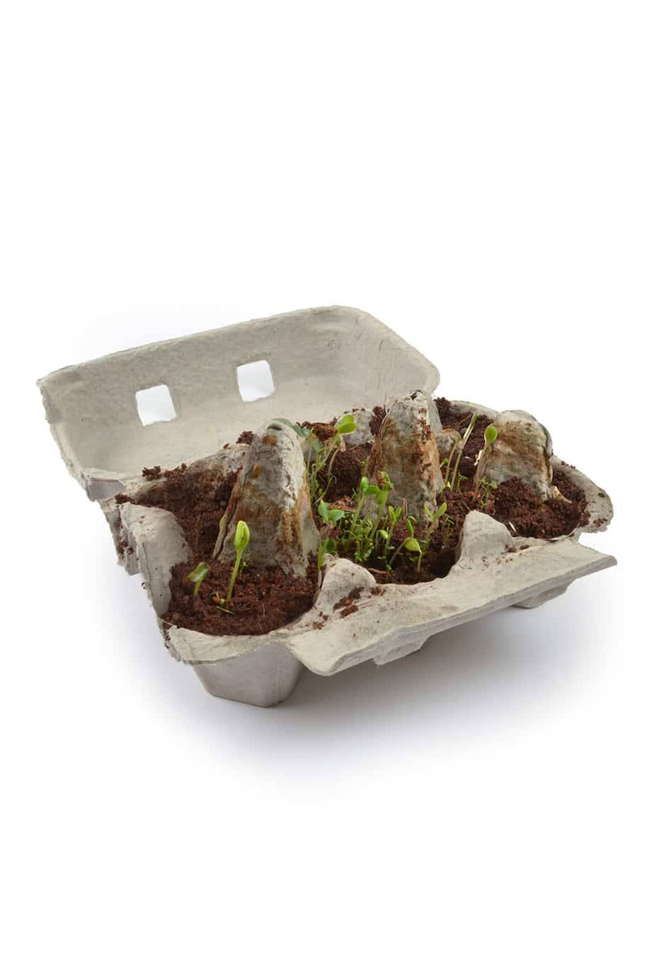 Recycled Egg Tray Grow Kit