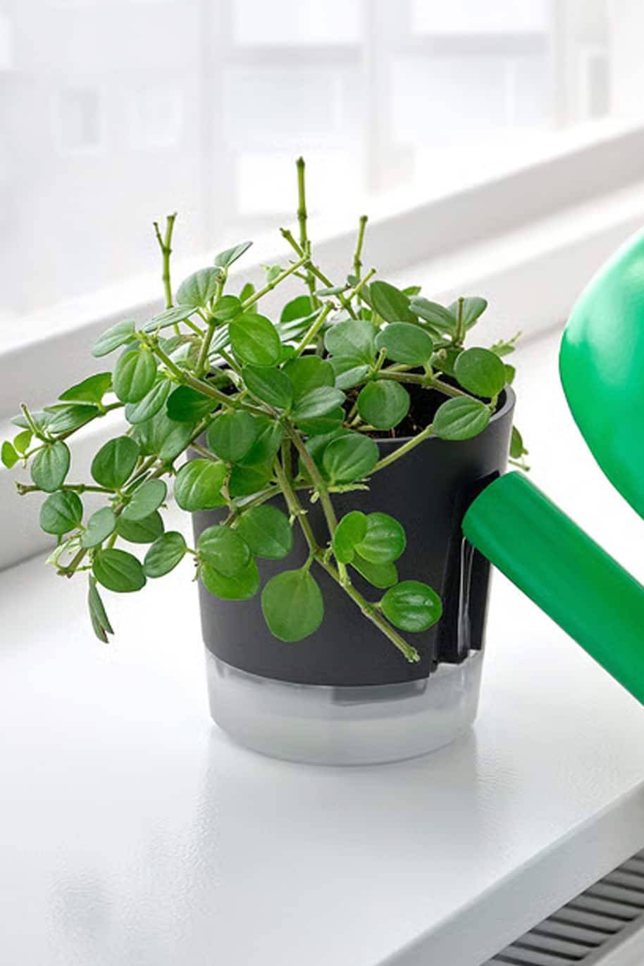 Zamioculcas Self Watering Pot