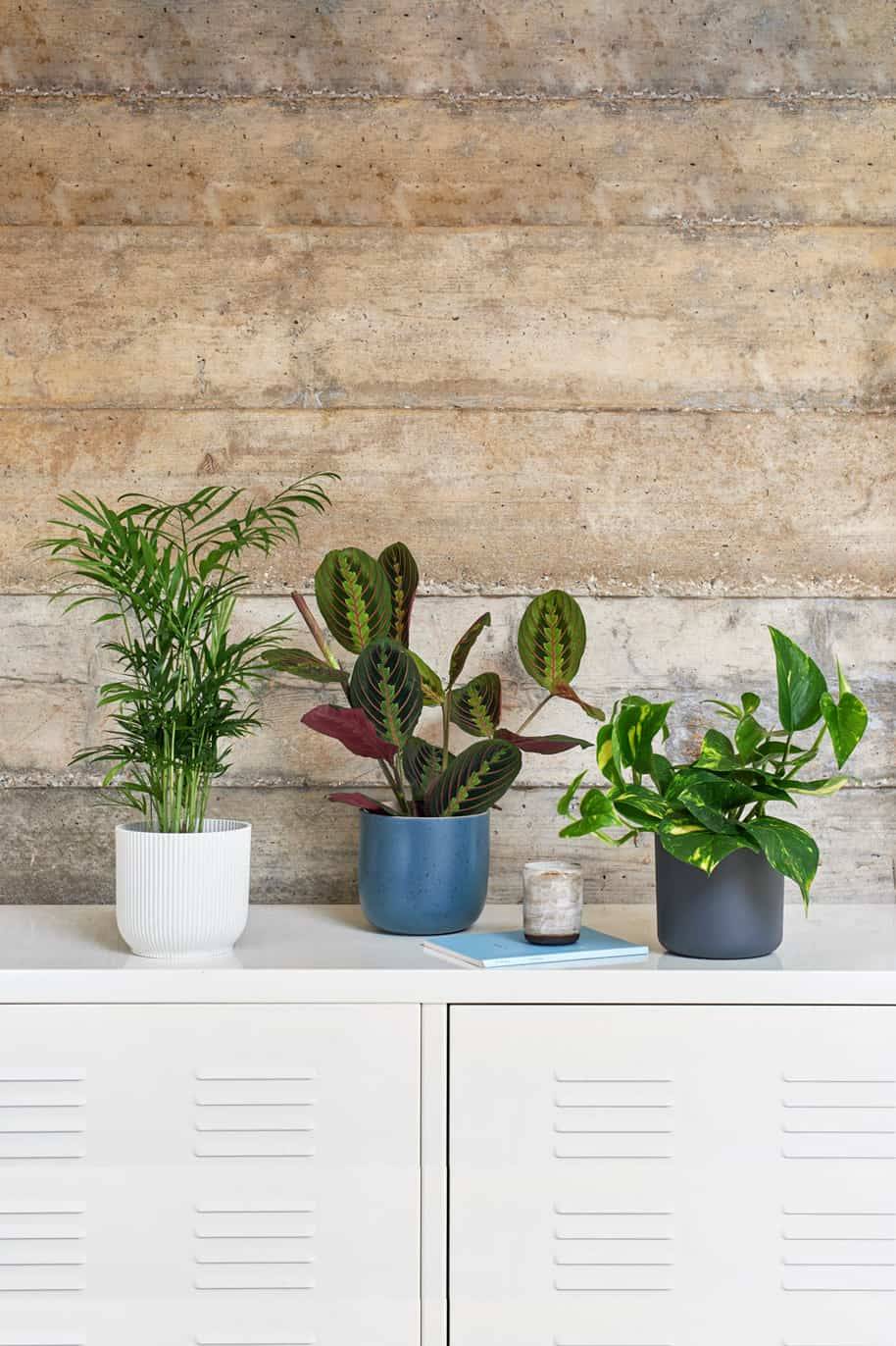 Shelfie Plant Bundle