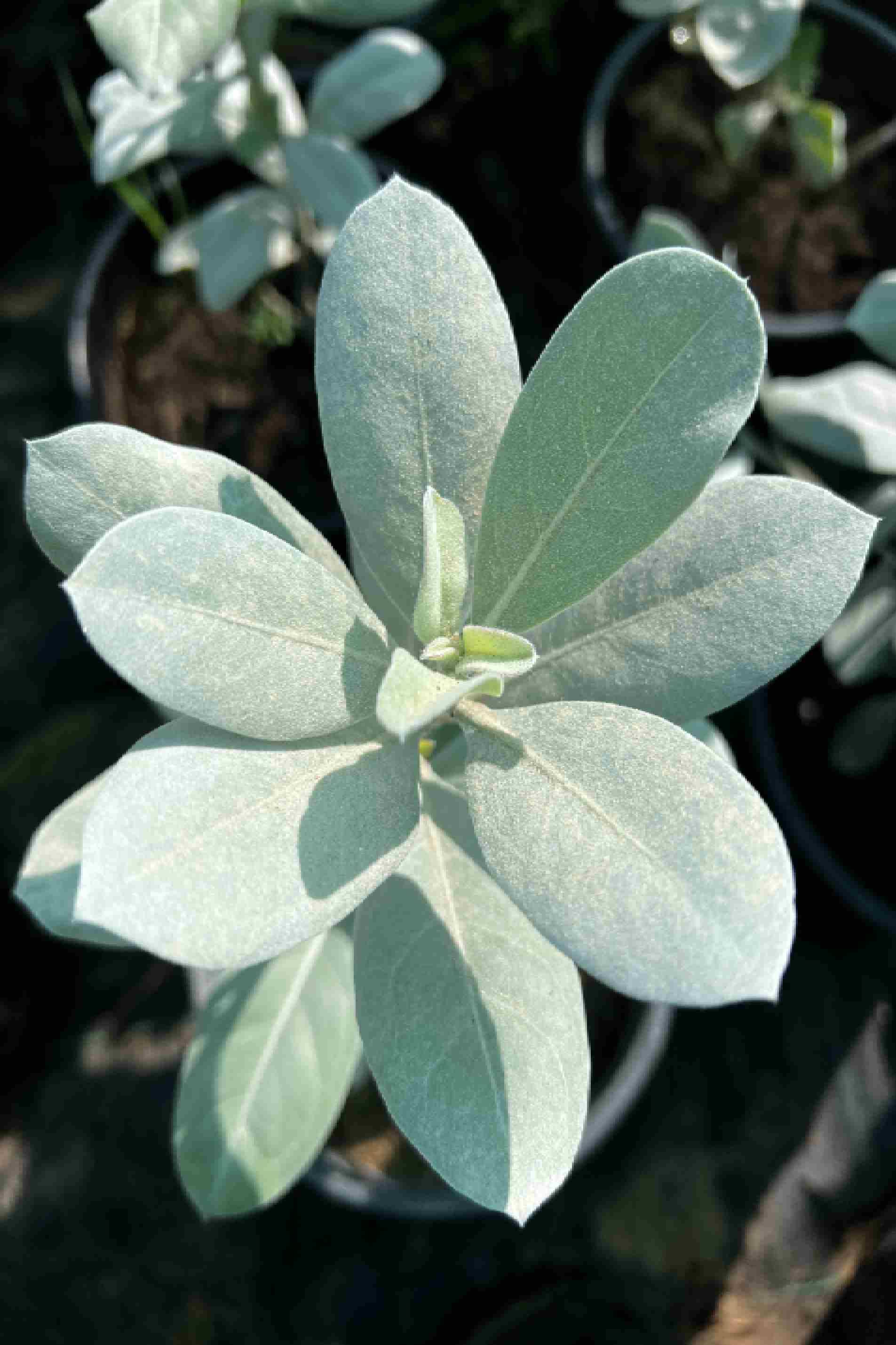 Silver Damas Small - Conocarpus erectus var. sericeus