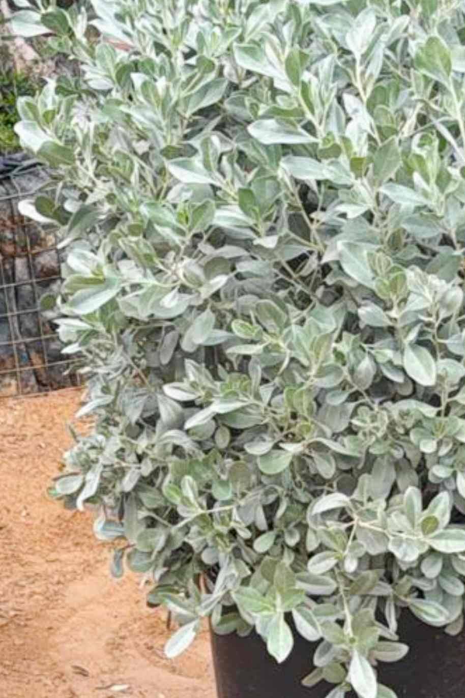 Conocarpus erectus var. sericeus