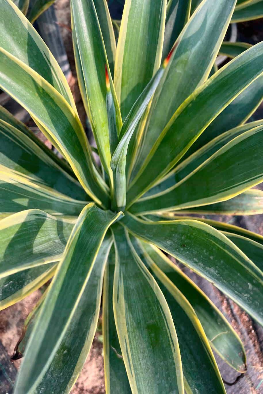 Agave Desmettiana variegata