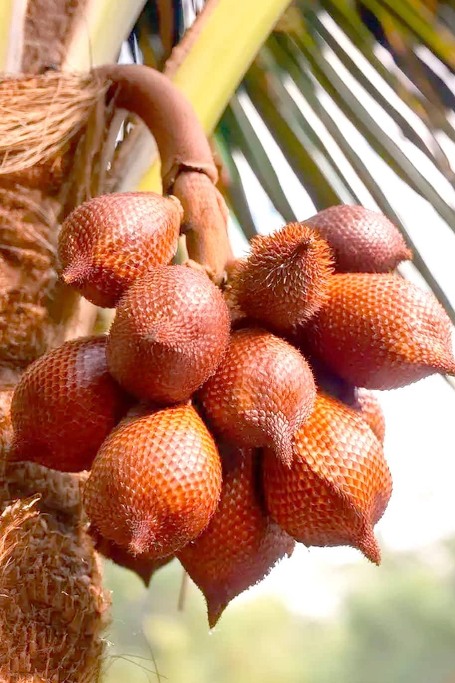 Snake Fruit Seeds - Salak - image 1