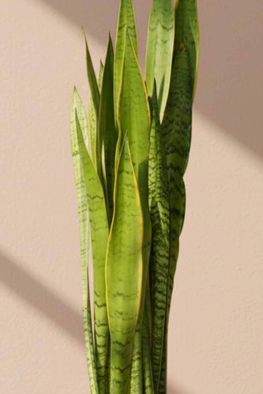 Sansevieria trifasciata