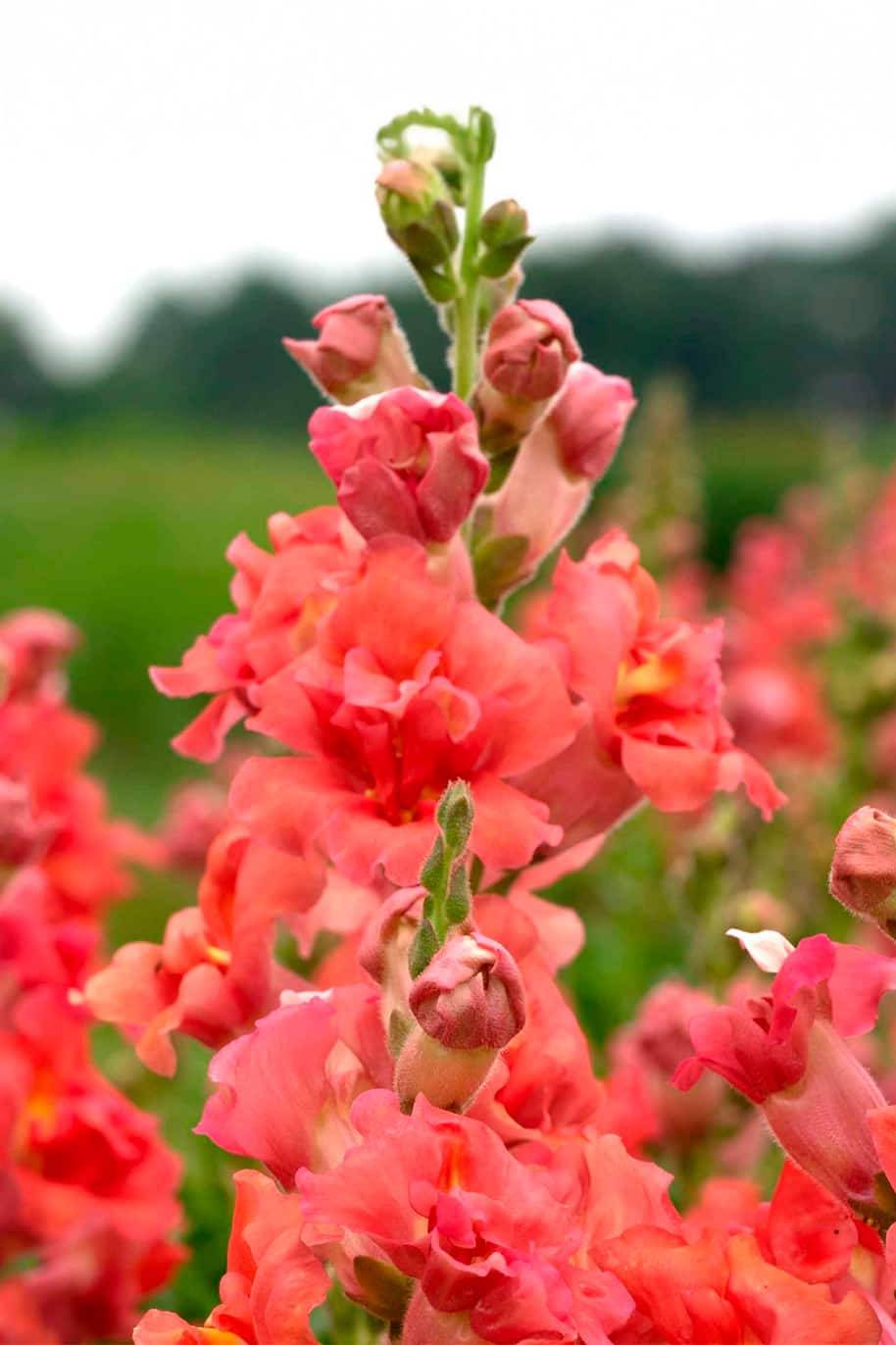 Snapdragon Butterfly Seeds