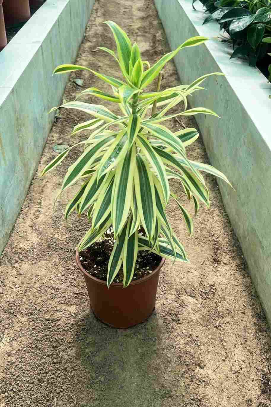 Song of India small - Dracaena Reflexa Anita - image 3