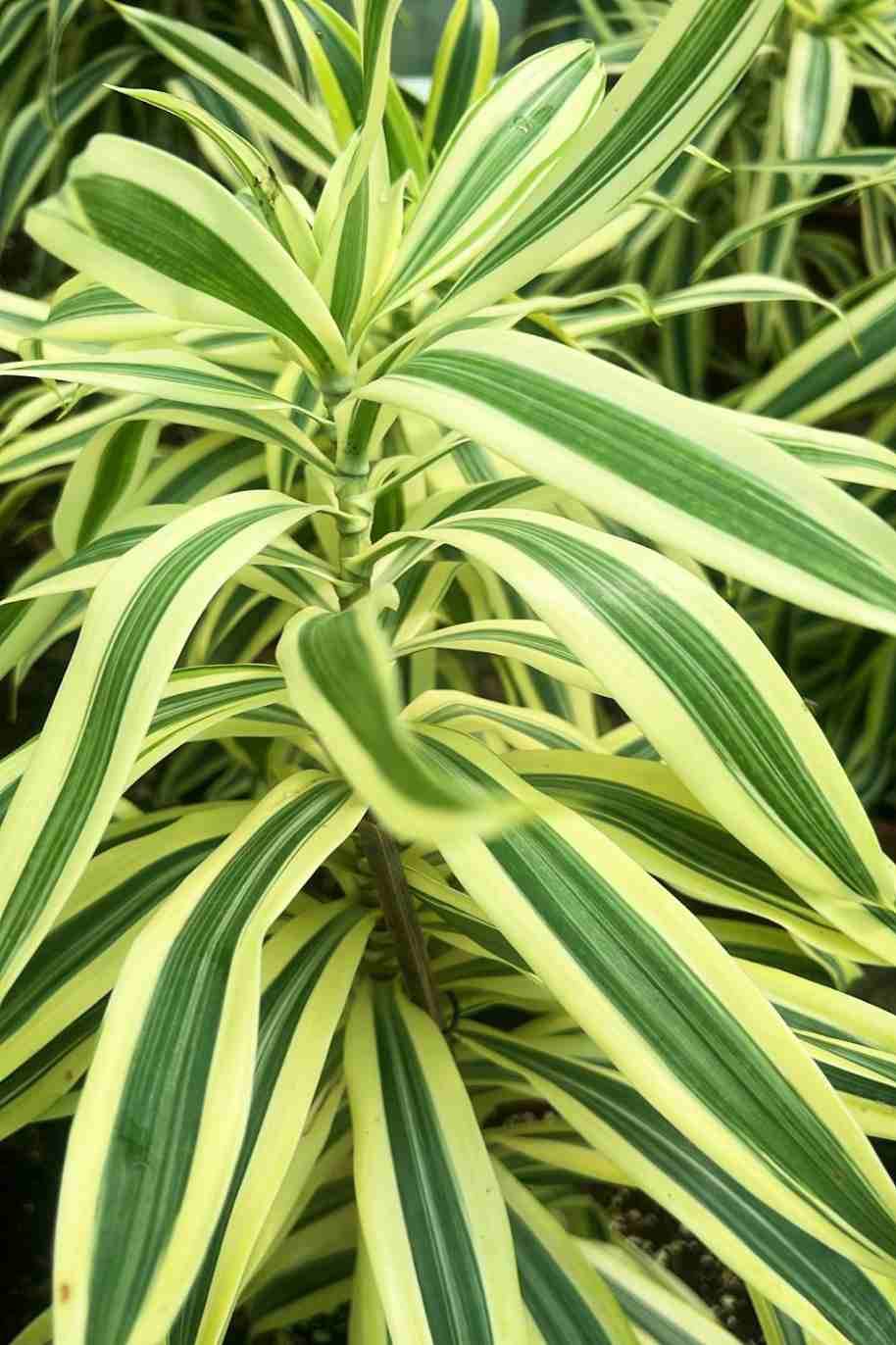 Song of India small - Dracaena Reflexa Anita - image 4