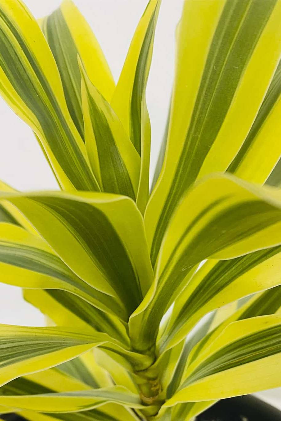 Song of India small - Dracaena Reflexa Anita - image 2