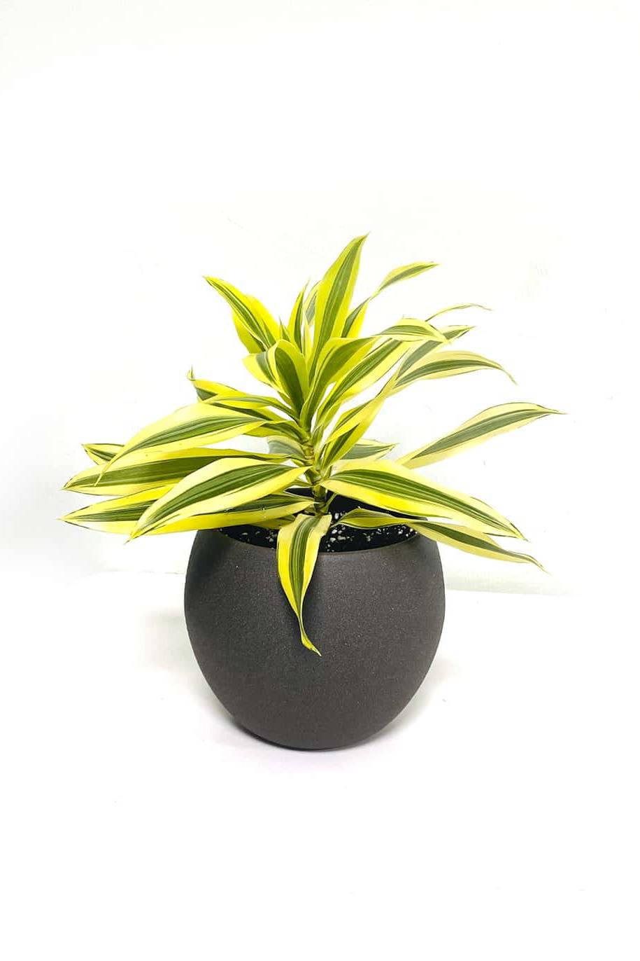 Song of India small - Dracaena Reflexa Anita