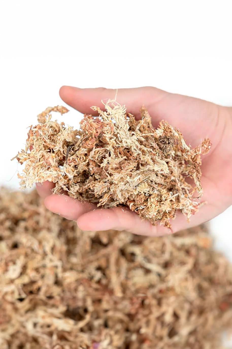 Sphagnum Dried Moss