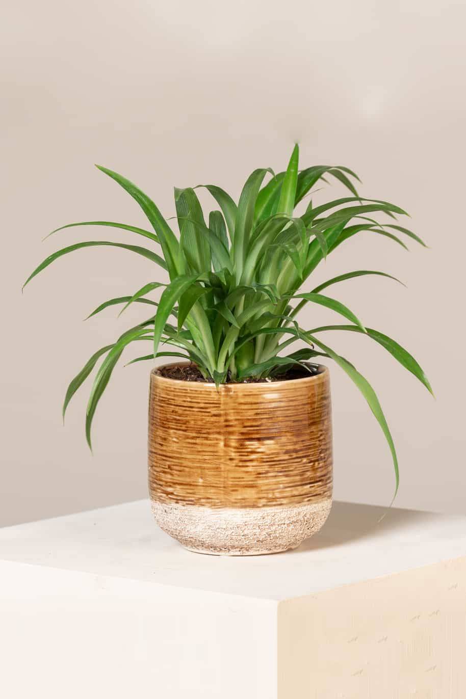 Spider Plant Lemon - Chlorophytum comosum