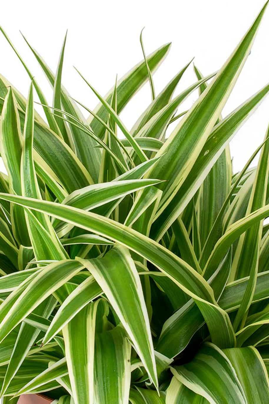 Chlorophytum Comosum