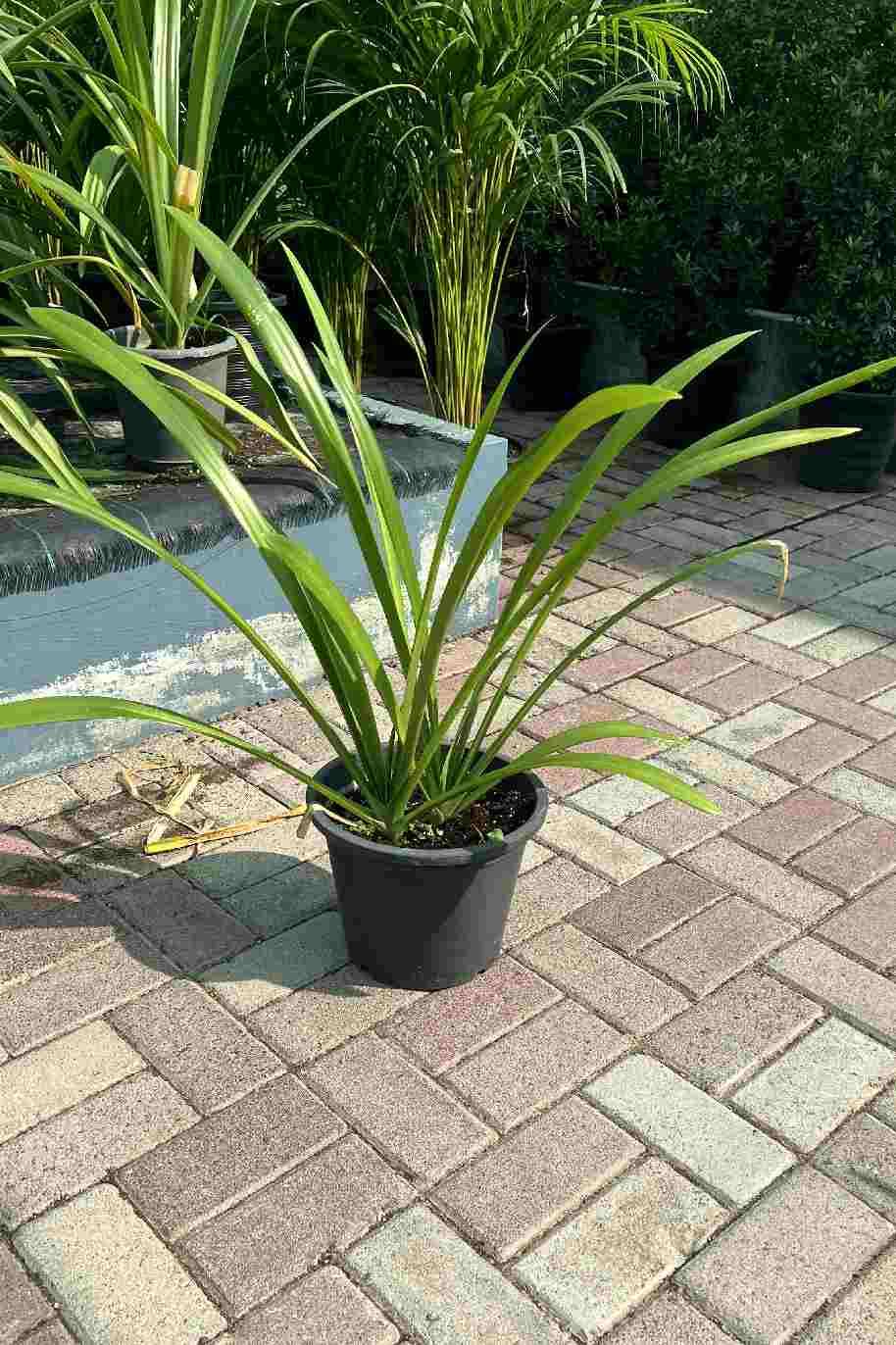 Spider lily - Hymenocallis Littoralis - Hymenocallis littoralis - image 3