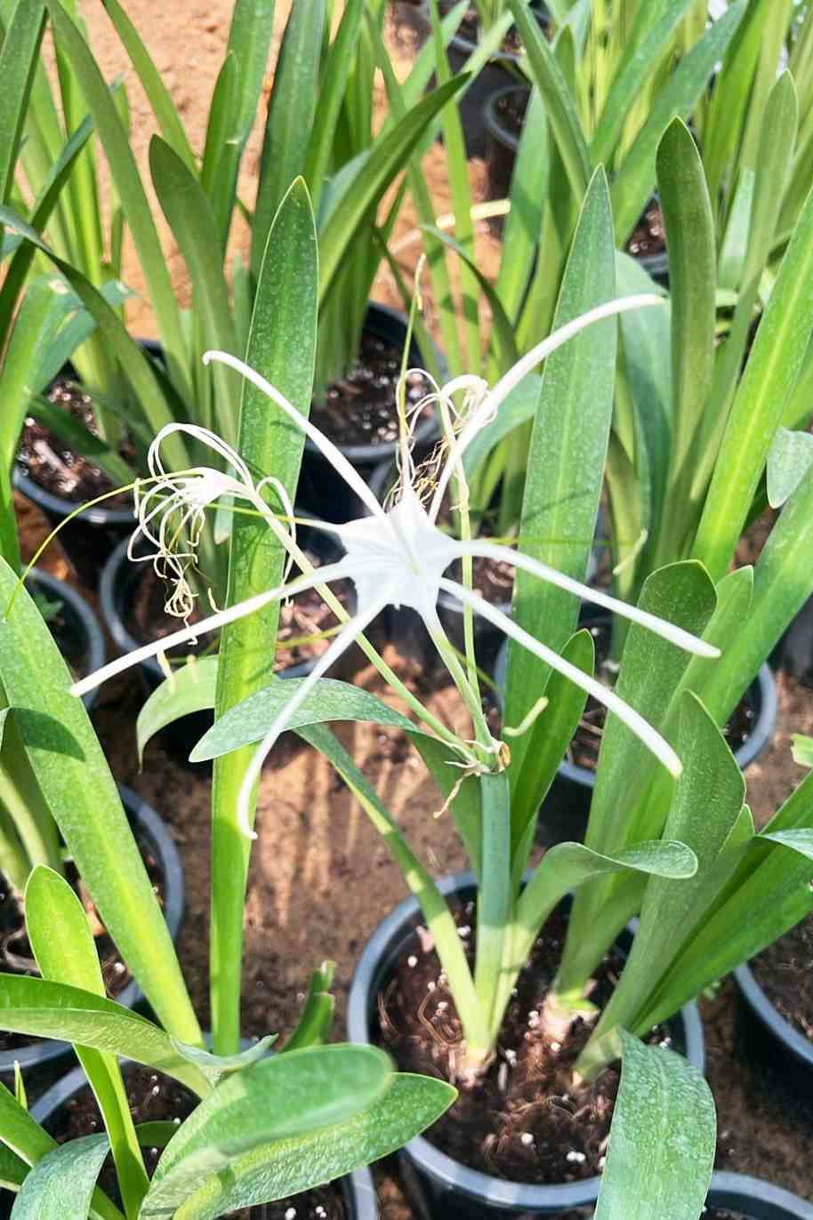 Spider lily - Hymenocallis Littoralis - Hymenocallis littoralis - image 6