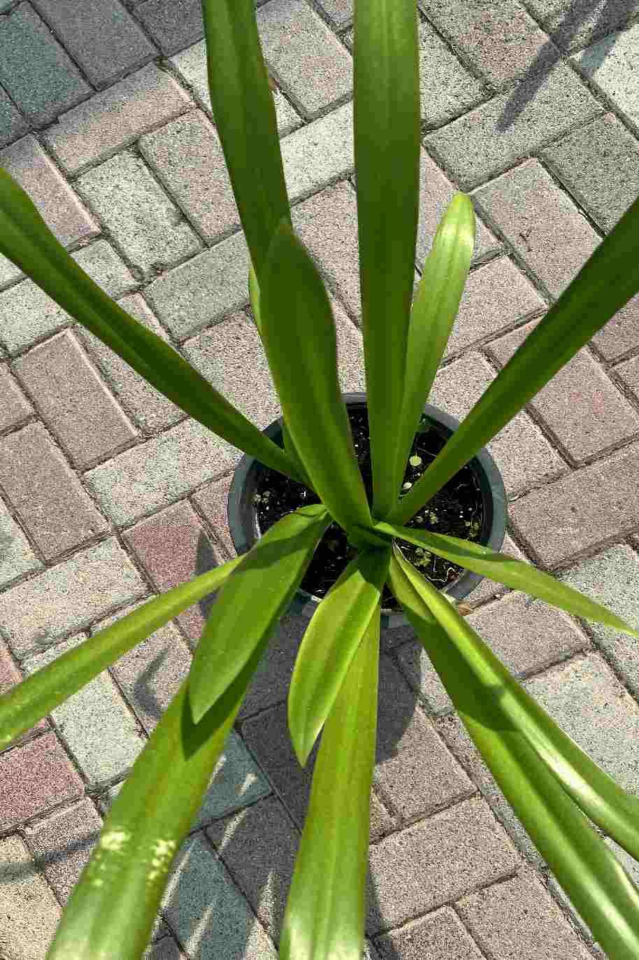 Spider lily - Hymenocallis Littoralis - Hymenocallis littoralis - image 4