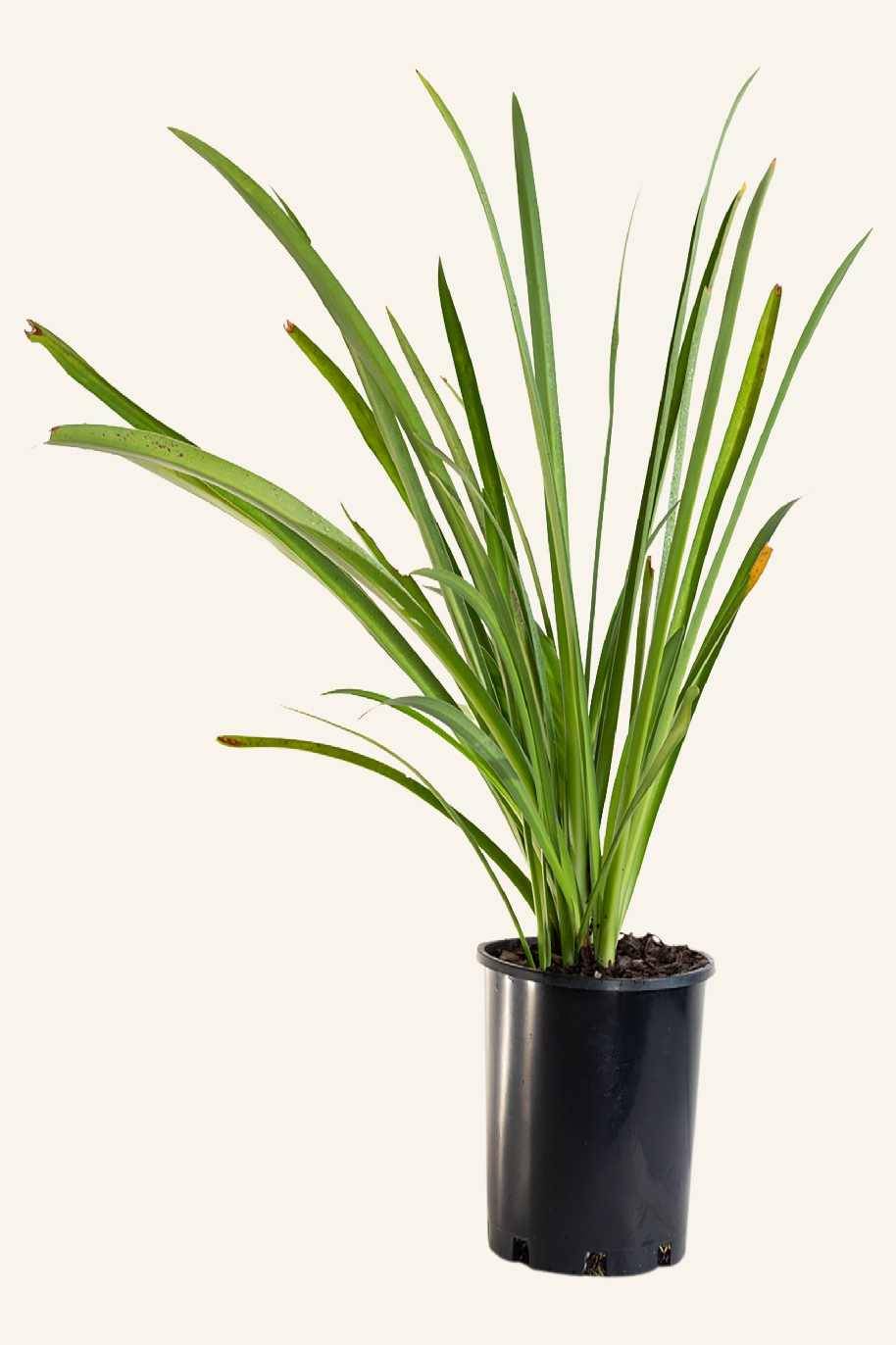 Hymenocallis littoralis 