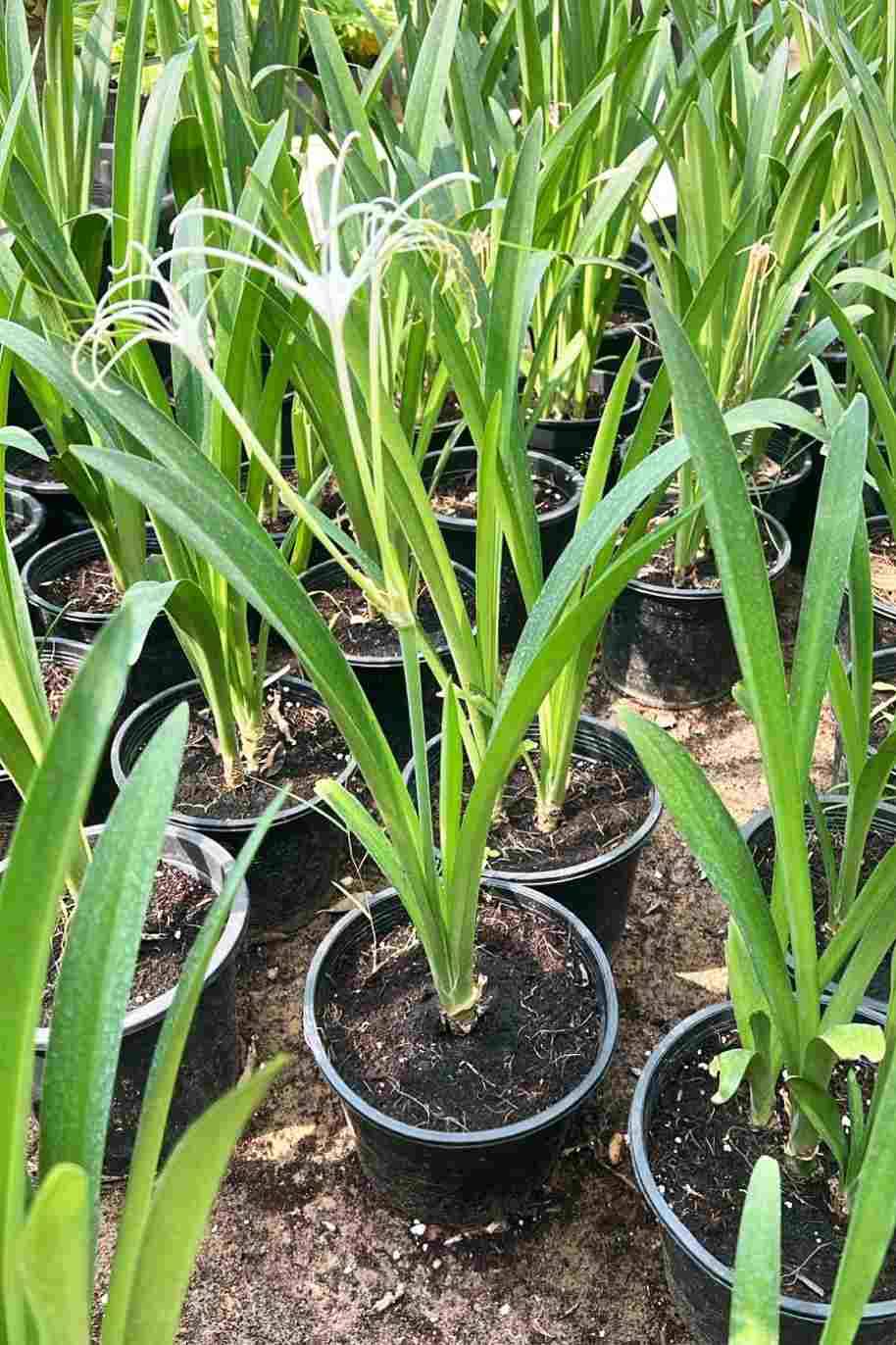 Spider lily - Hymenocallis Littoralis - Hymenocallis littoralis - image 5