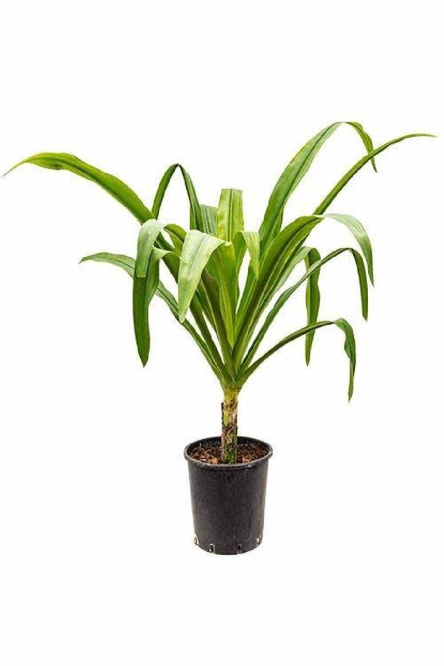 Giant Crinum Lily or Seashore lily - Crinum Asiaticum - image 2