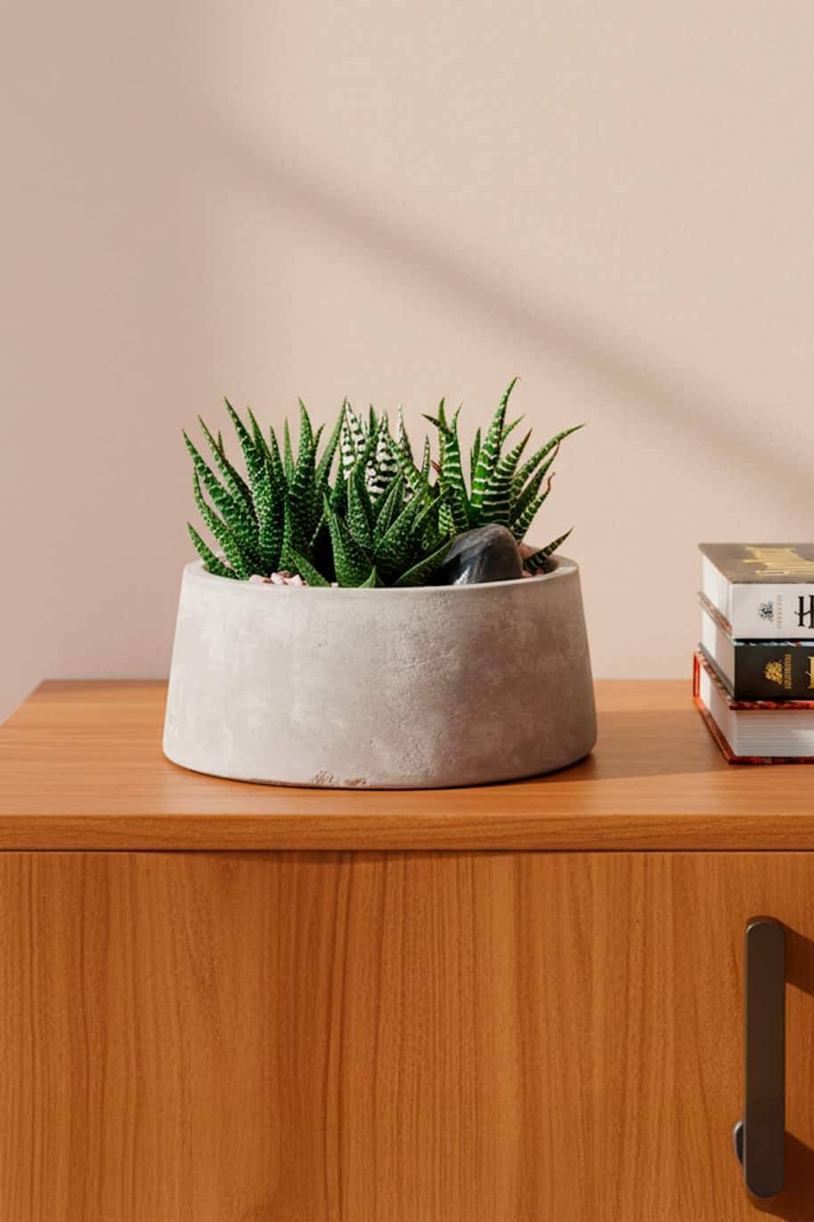 Spiked Garden Terrarium