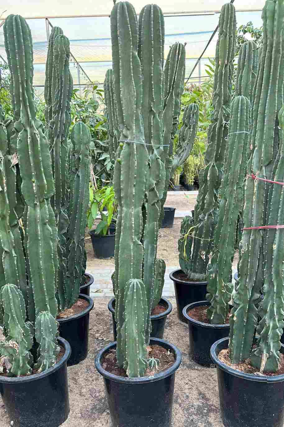 Spiny Hedge Cactus