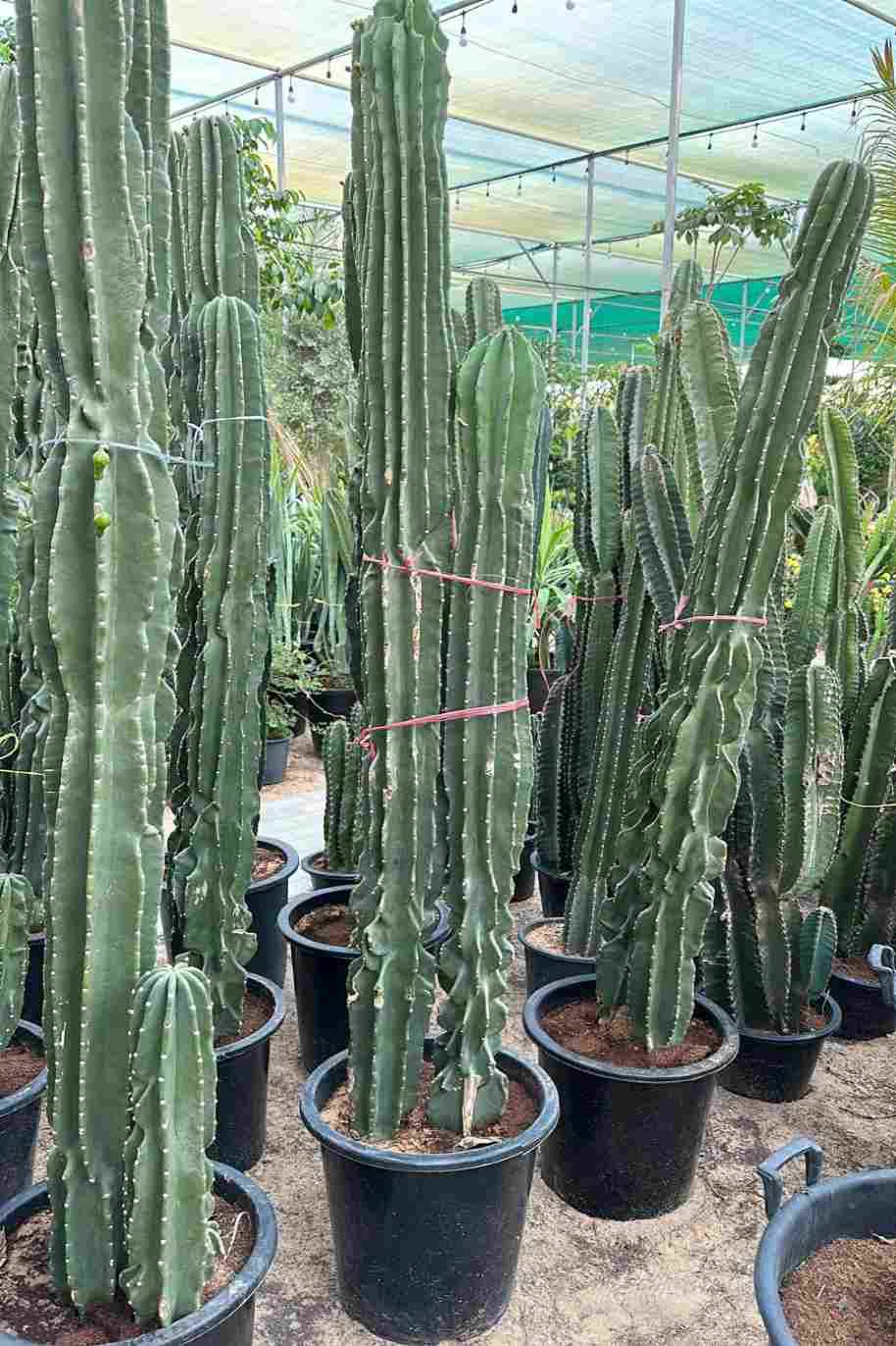 Spiny Hedge Cactus