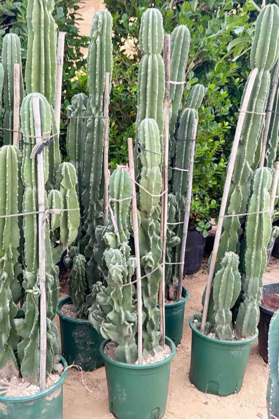 Spiny Hedge Cactus