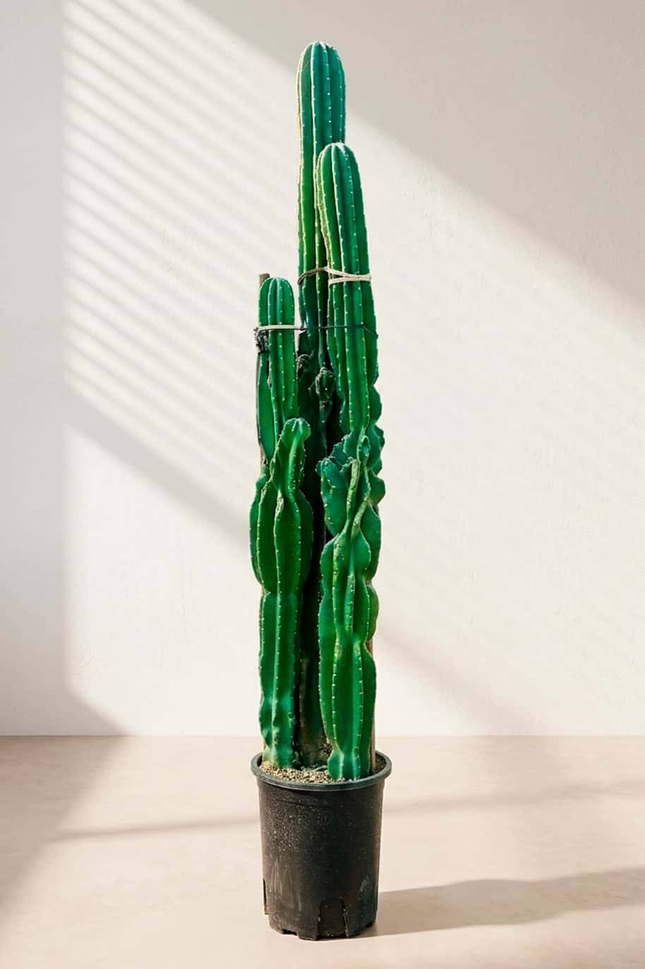 Spiny Hedge Cactus