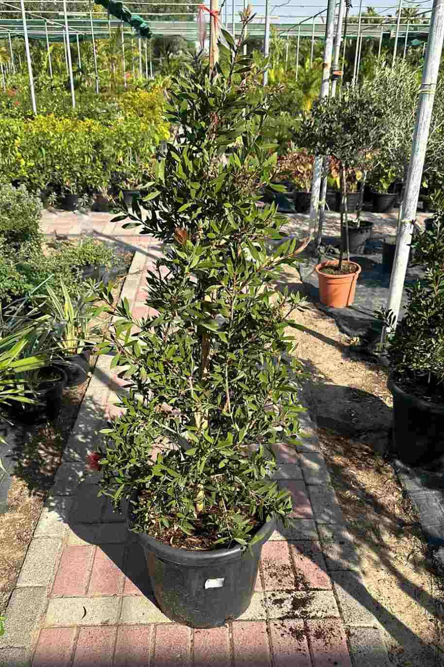 Callistemon Splendens