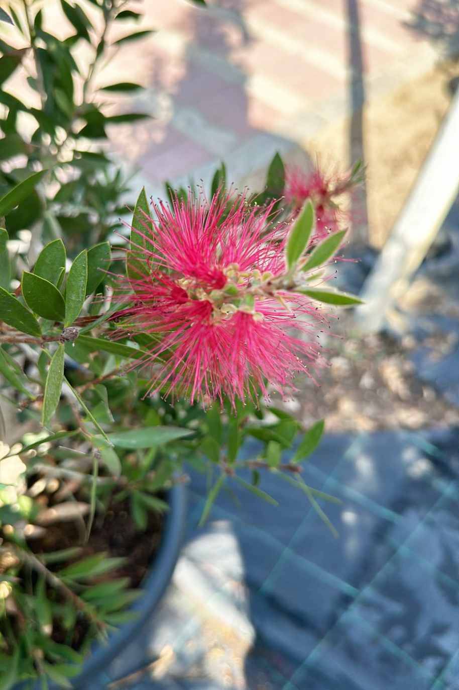 Splendid Bottlebrush Spain