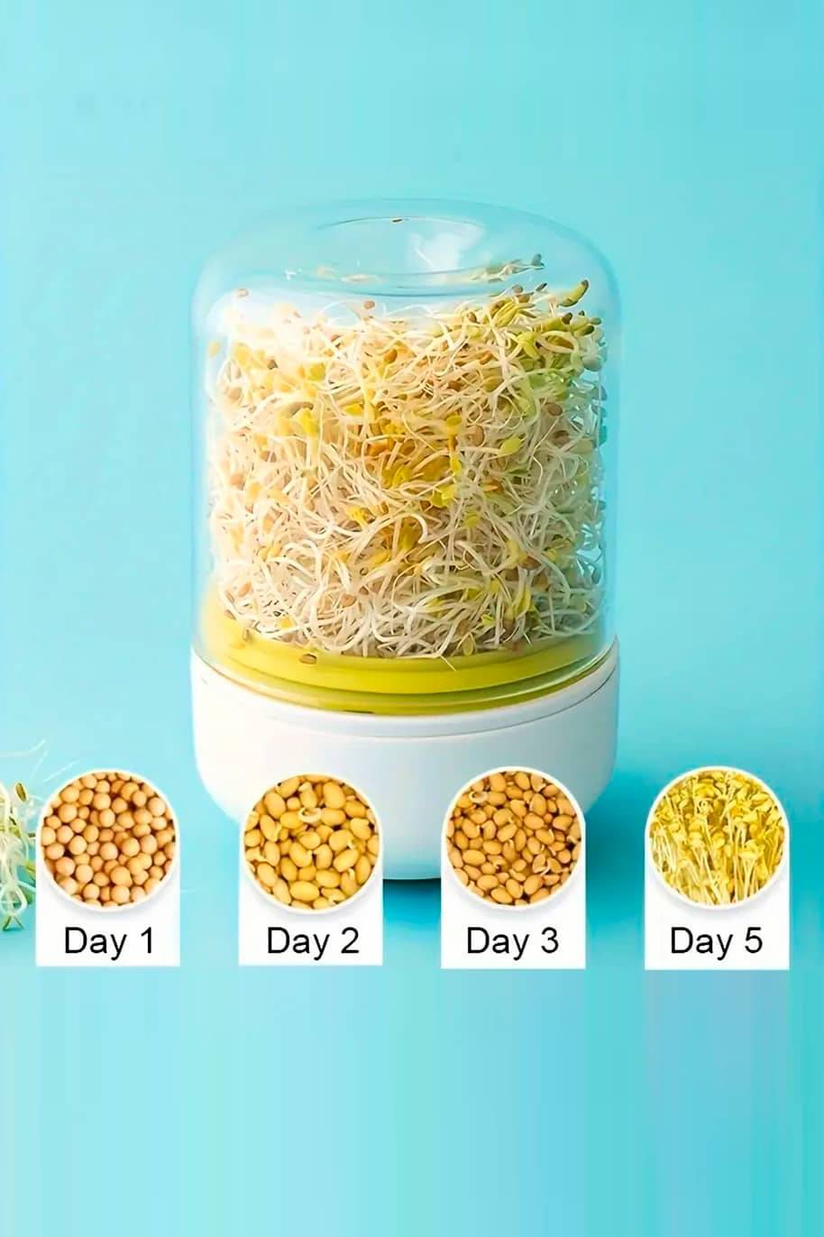Sprouting Jars