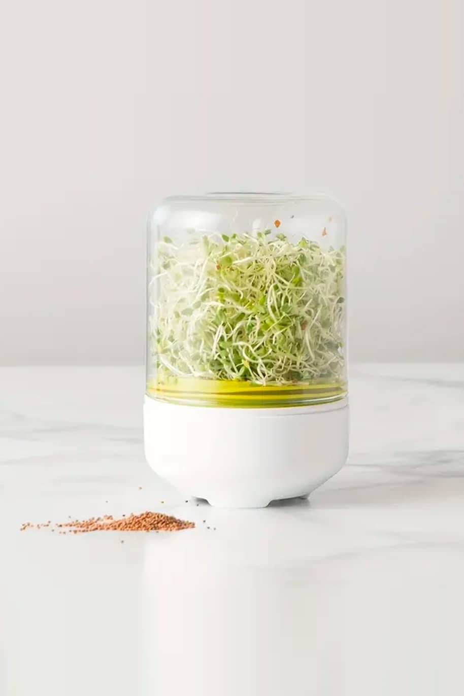 Sprouting Jars