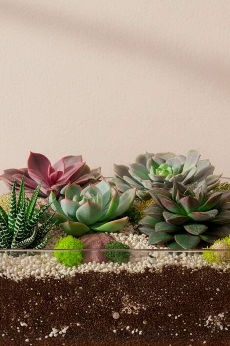 PS Terrariums