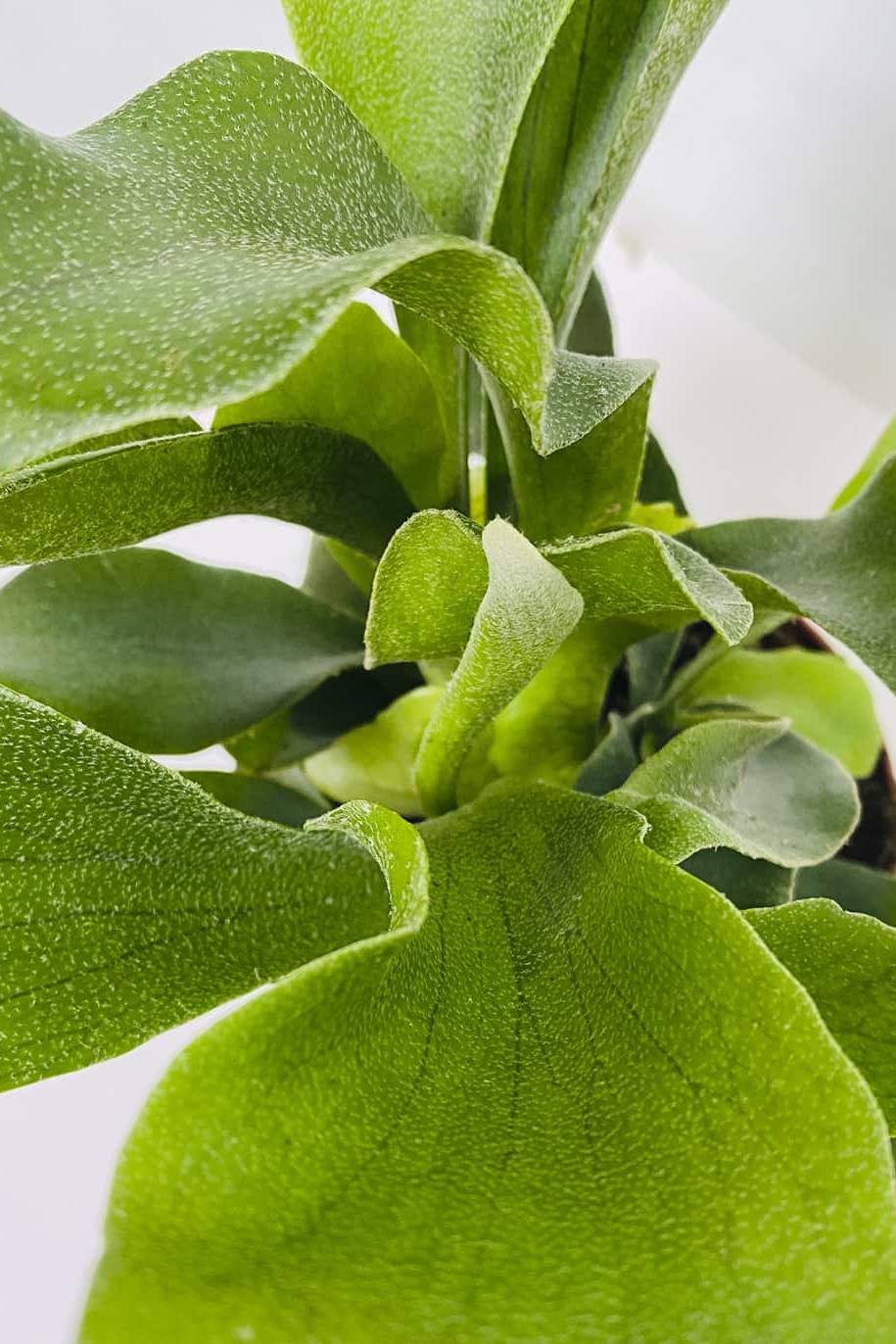 Staghorn - Platyserium Bifurcatum - image 2