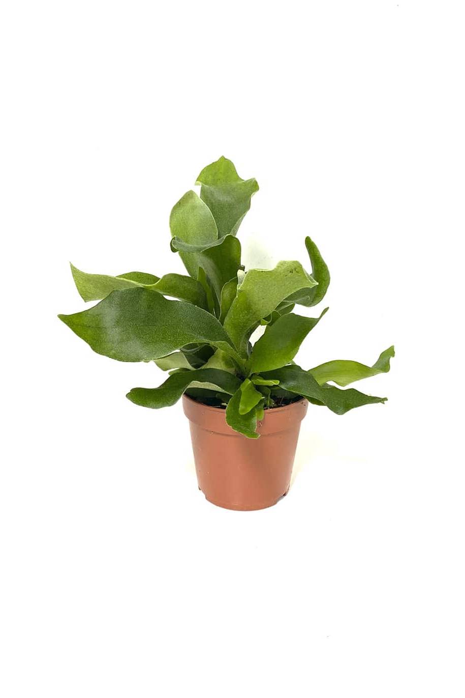 Staghorn - Platyserium Bifurcatum