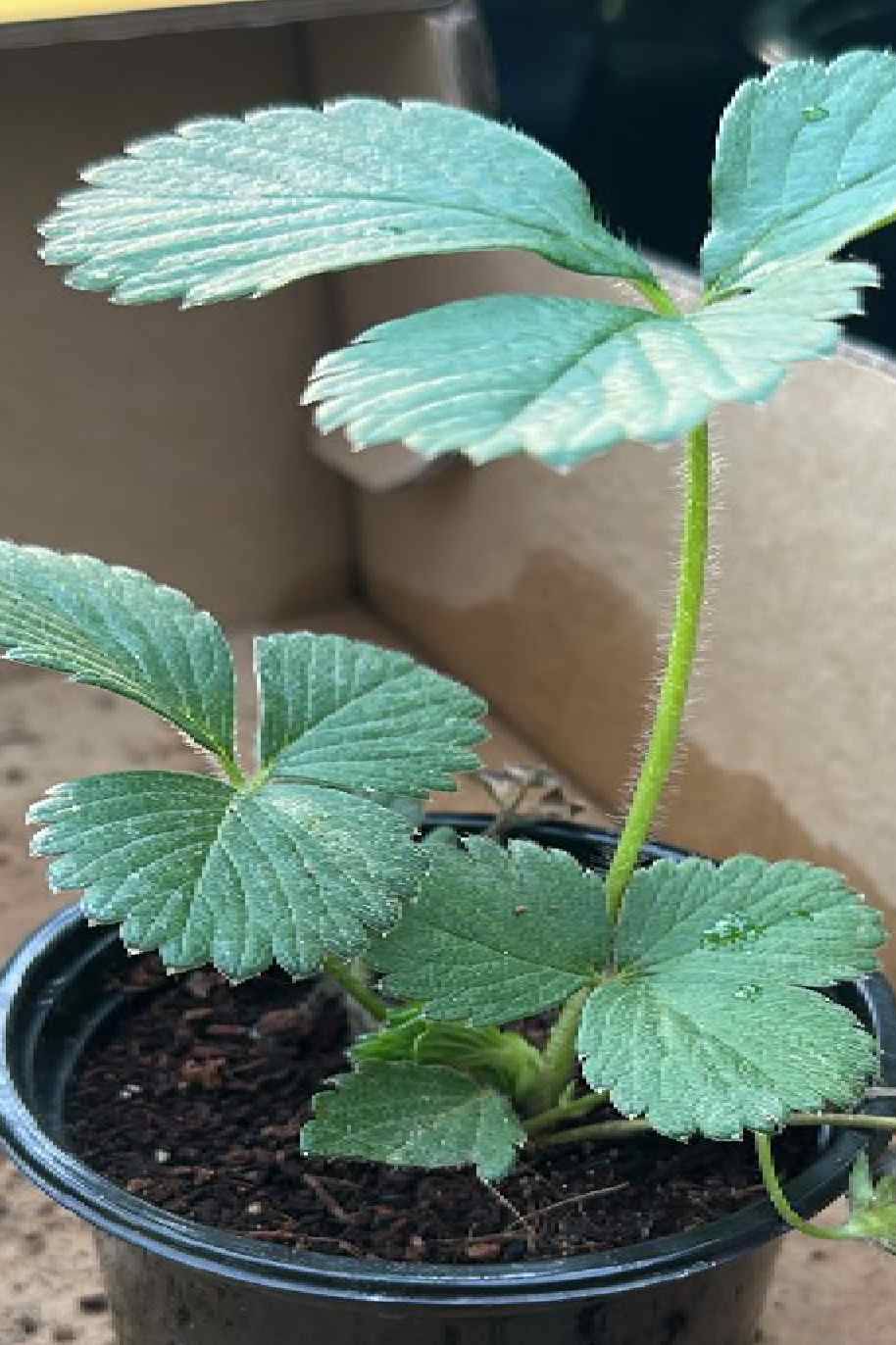 Fragaria Ananassa