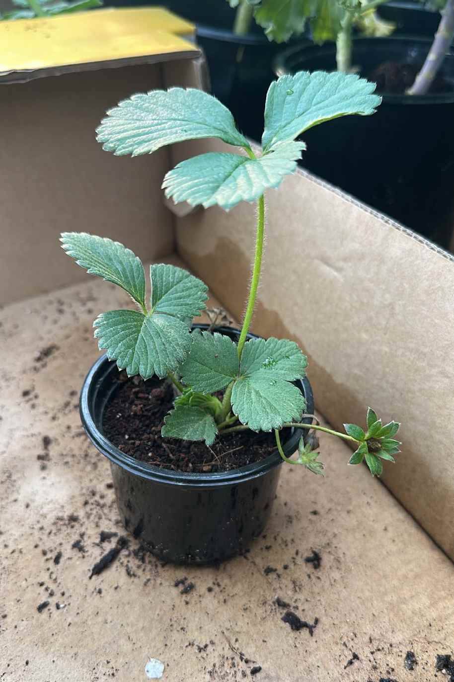 Strawberry Mini