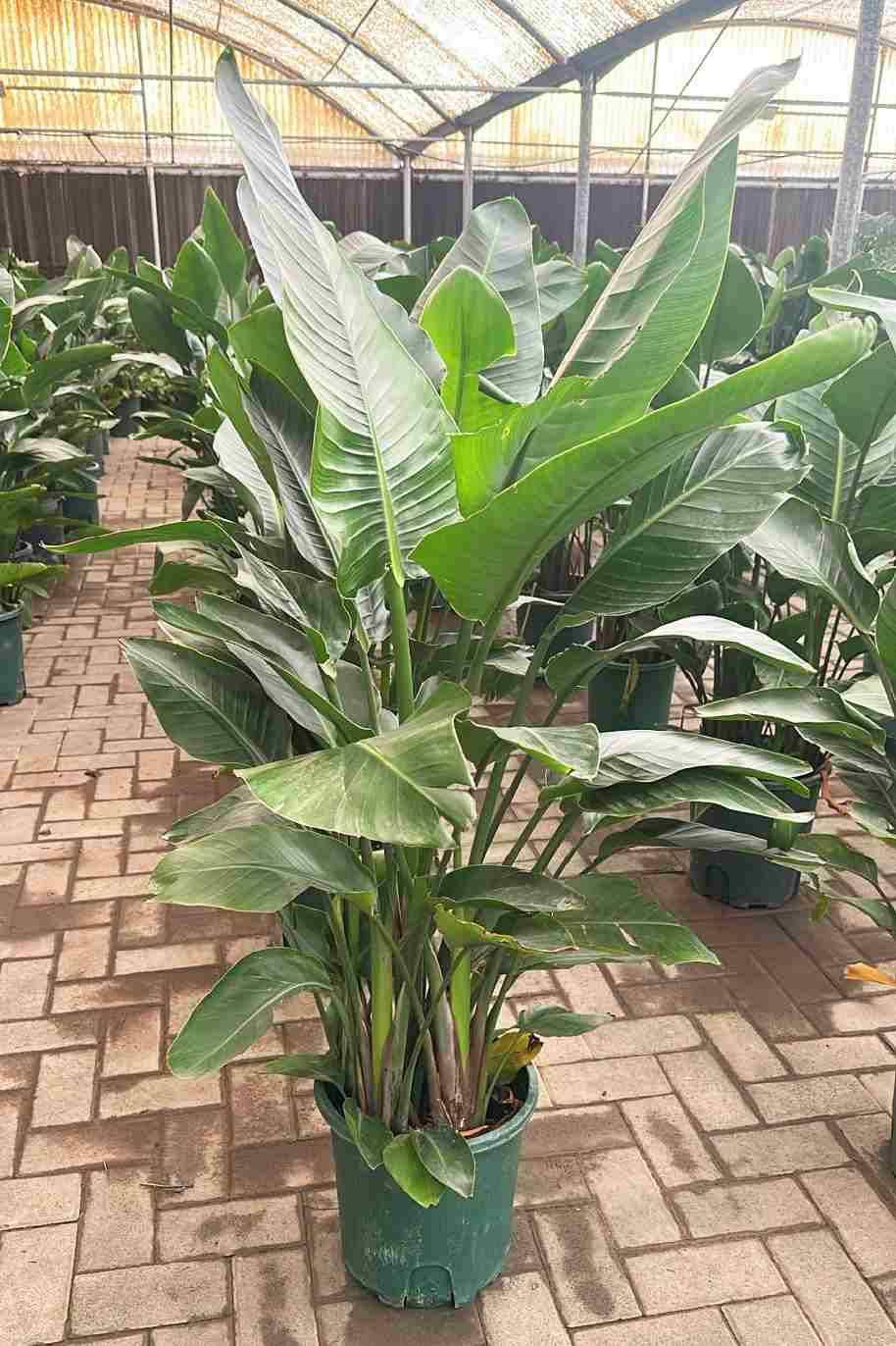 Strelitzia Nicolai Dwarf China
