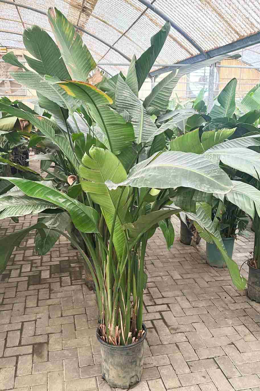 Strelitzia Nicolai Dwarf China