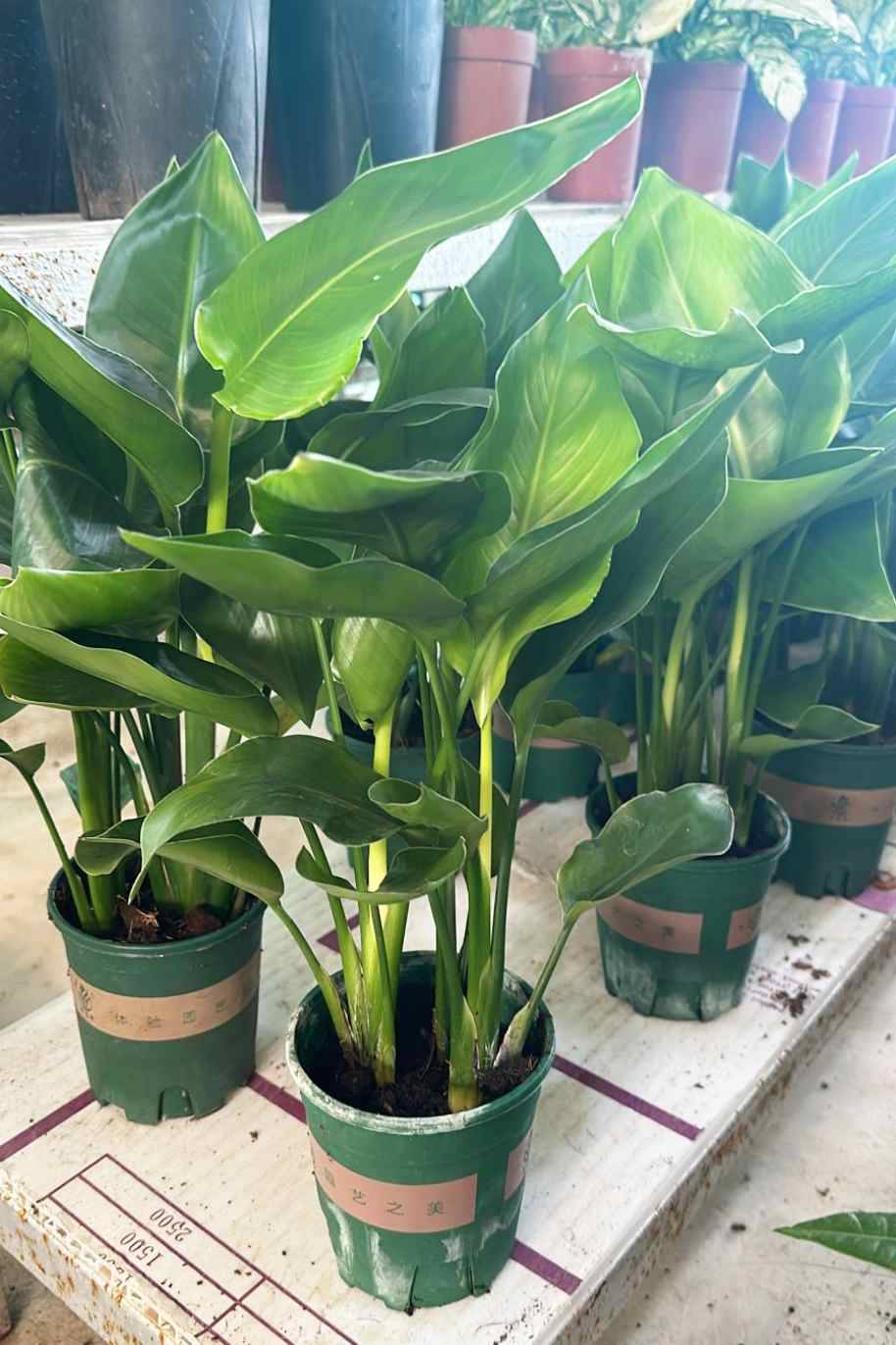 Strelitzia Nicolai Dwarf China