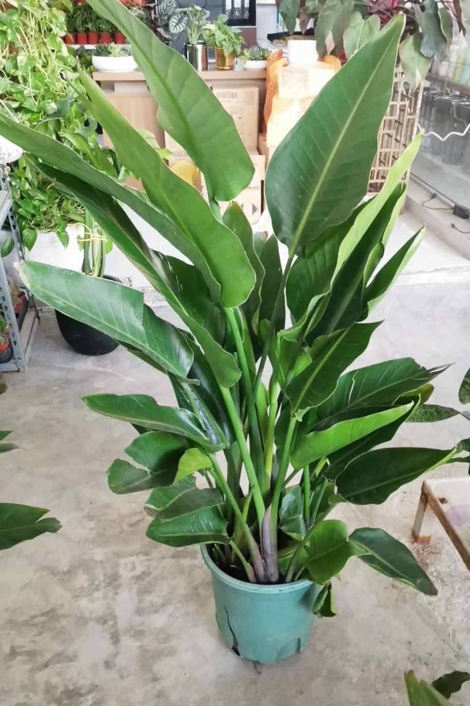 Strelitzia Nicolai Dwarf China