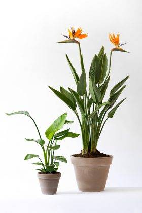 Bird of Paradise