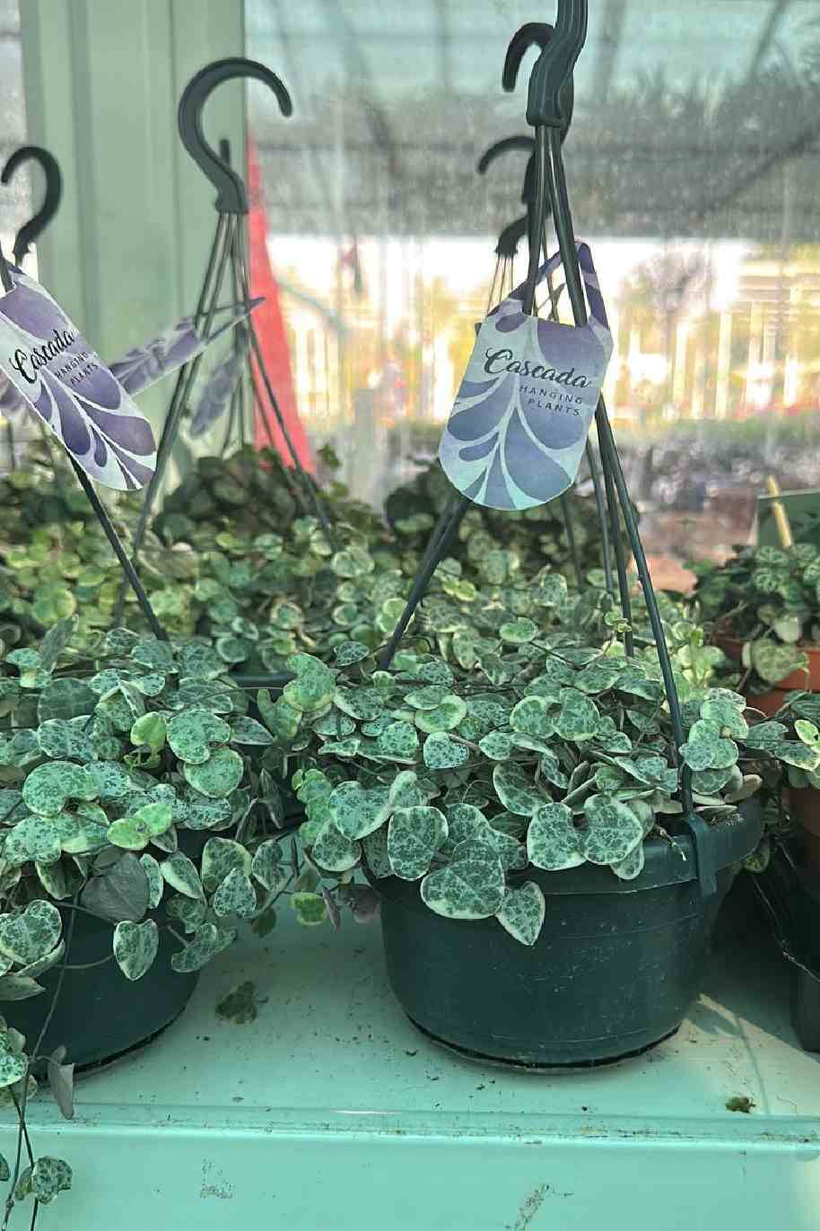 String Of Hearts Variegated