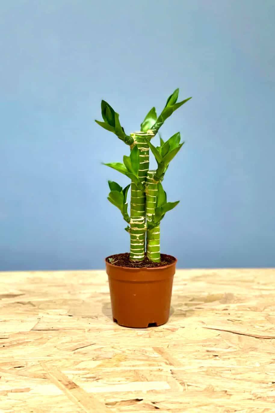 Striped Lucky Bamboo