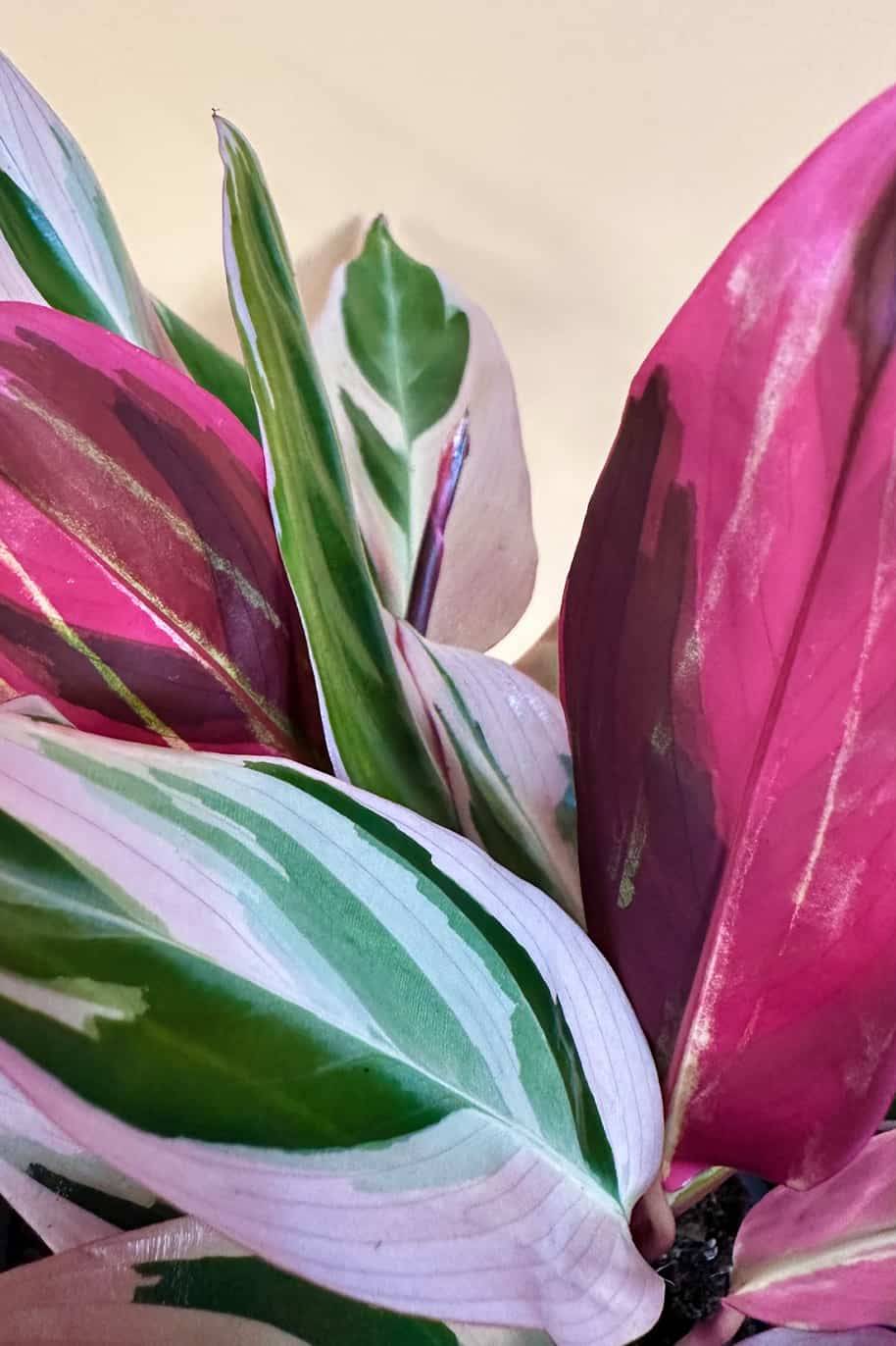 Stromanthe Sanguine