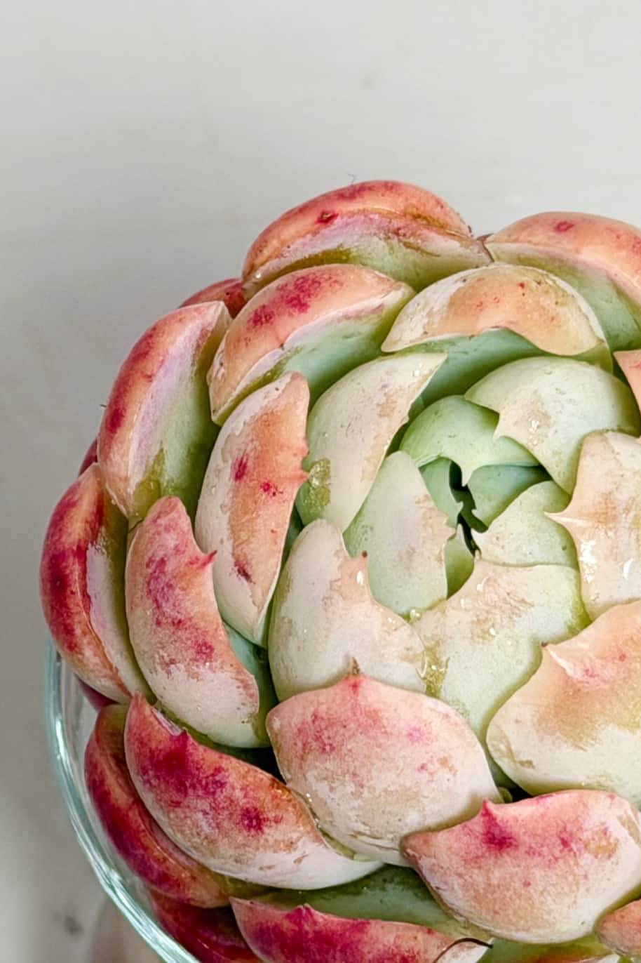 Succulent